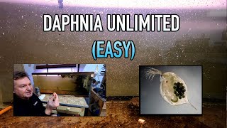 How I Raise Daphnia Water Fleas And You Can Too [upl. by Maurey271]