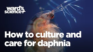 Caring and Culturing for Daphnia [upl. by Tirzah]