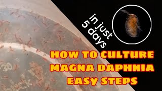 How to Culture Magna Daphnia Easily [upl. by Sashenka452]