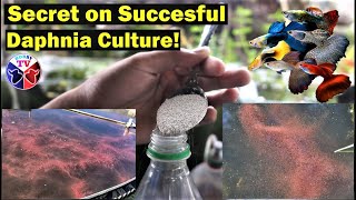 How to Culture Daphnia Successfully [upl. by Luben]