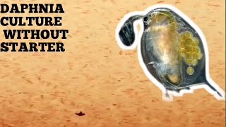 HOW TO CULTURE DAPHNIA NATURALLY WITHOUT A STARTER [upl. by Aidua]