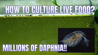 How to Culture Daphnia Secret Method to Breed MILLIONS  Simply Aquatic [upl. by Jereme883]