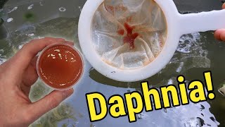 How I Culture Daphnia In Outdoor Tubs [upl. by Stranger]