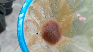 How to culture daphnia moina in a small container Part 1 English Subtitle [upl. by Spalding476]