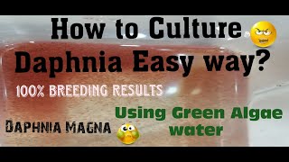 Daphnia MagnaHow to Culture Daphnia Easy wayCulturing Daphnia using Green water Daphnia [upl. by Haywood]