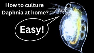 BEST Live Fish Food Beginner guide How to Culture Daphnia at home [upl. by Elehcim]