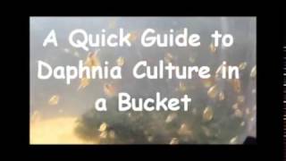 How to culture daphnia outside [upl. by Dnar]