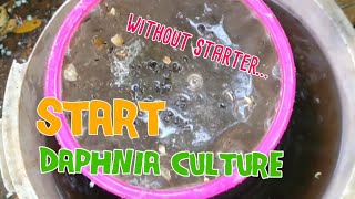 How to culture daphnia moina the easy way 1  Starting the Daphnia culture [upl. by Giamo]