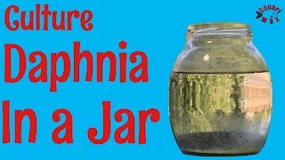 How to Culture Daphnia in a Jar [upl. by Pik]