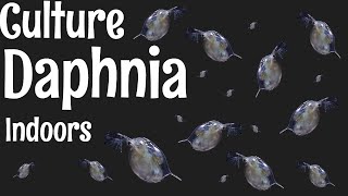 How to Culture Daphnia [upl. by Hniv]