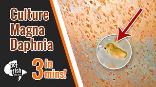 How to culture DAPHNIA MAGNA  The easy way [upl. by Moya]