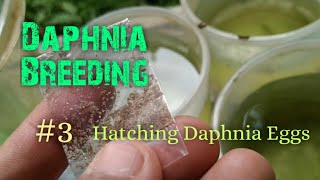 Daphnia Culture made simple and easy 3  Hatching Daphnia eggs [upl. by Larina]