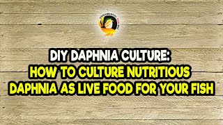 DIY Daphnia Culture How to Culture Nutritious Daphnia as Live Food for Your Fish [upl. by Ydnir]