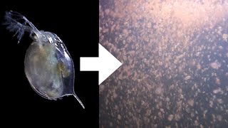 How I Culture Daphnia [upl. by Eliezer]