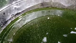 DAPHNIA MOINA CULTURE IN A SMALL BUCKET [upl. by Anoed]