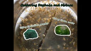 How To Culture Daphnia and Moinas using Green Water Spirulina powder [upl. by Erdne688]