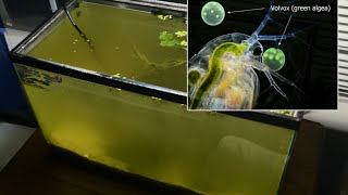 Raising Daphnia for the Freshwater Aquarium [upl. by Silado599]