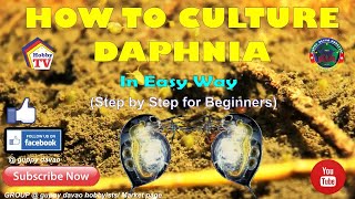 HOW TO CULTURE DAPHNIA In Easy Way [upl. by Anyrb489]